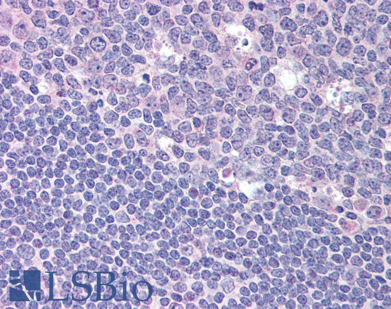 IHC-plus™ RGS1 Antibody (aa1-50)