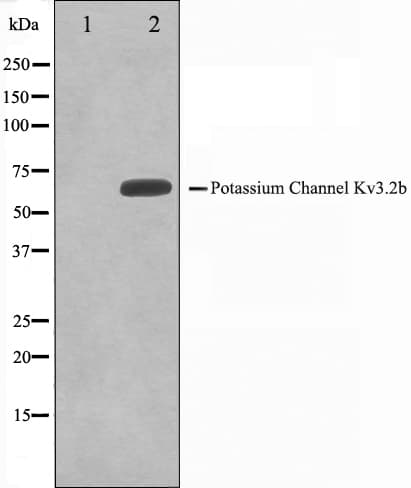 KCNC2 / Kv3.2 Antibody