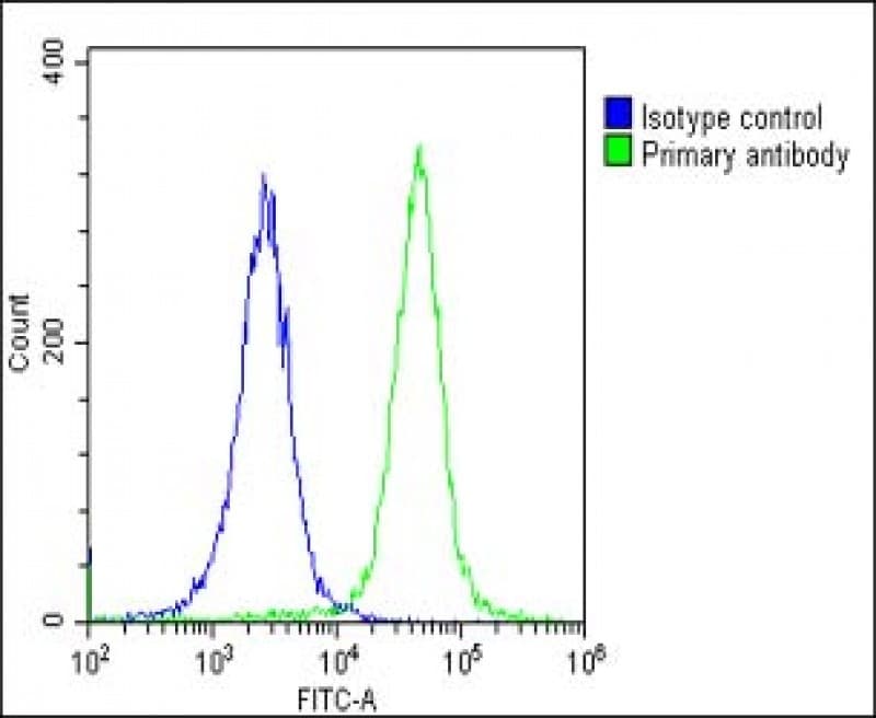 Kv10.1 / KCNH1 Antibody (C-Terminus)