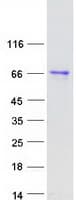 Human RANBP3 Protein (Recombinant Myc-DDK (Flag))