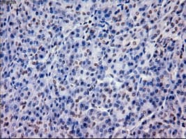 EPCAM Antibody (clone OTI4G10)
