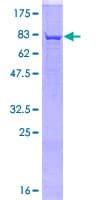 Human FUT8 Protein (Recombinant GST)