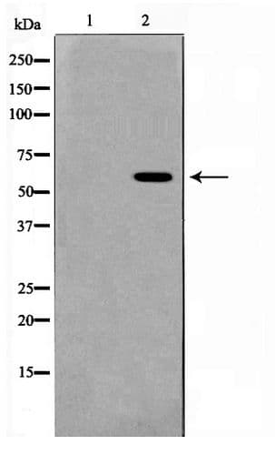 Polyclonal Rabbit anti-Human AIRE Antibody (IF, WB)