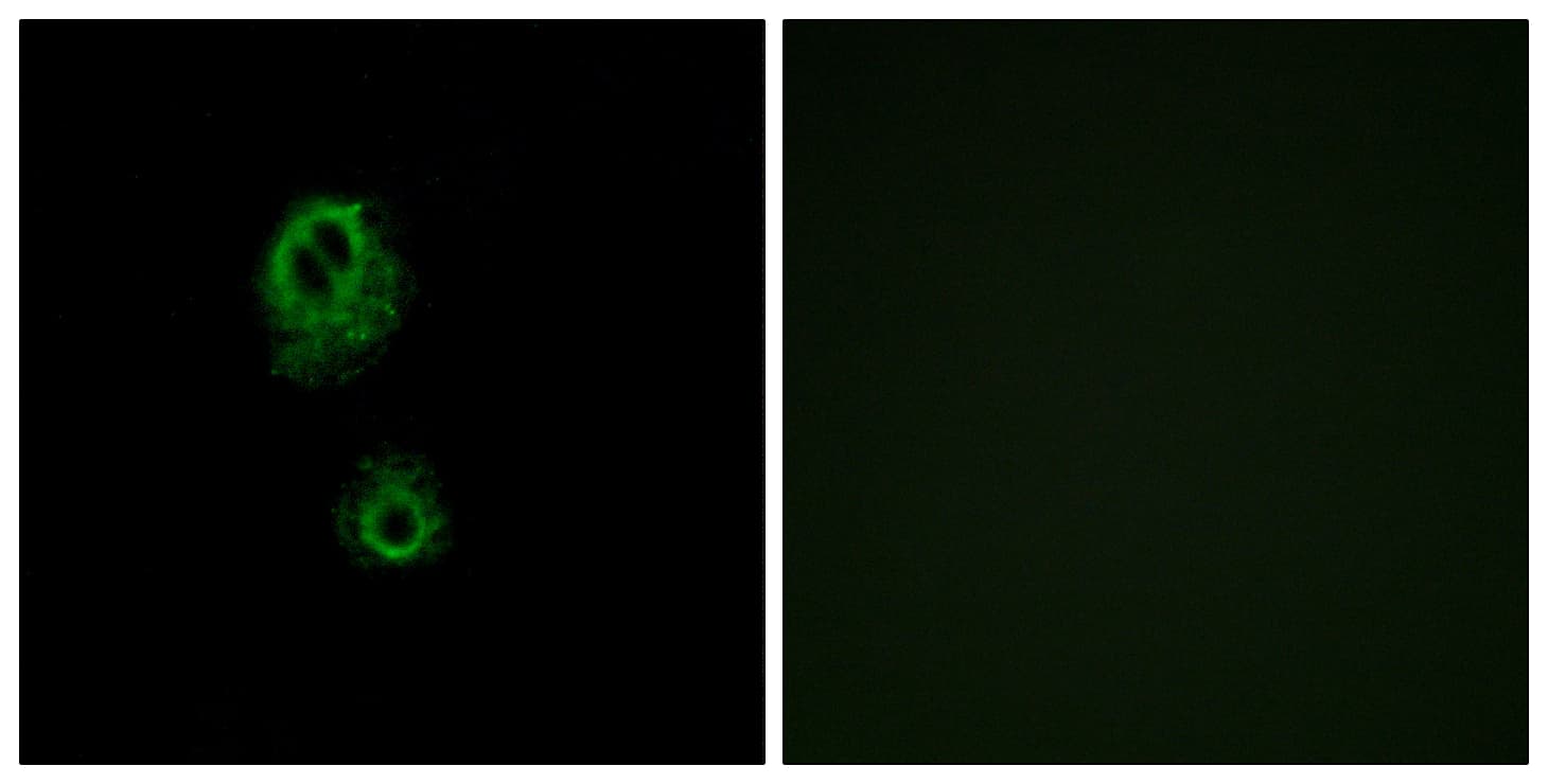 MRGPRG Antibody (aa231-280)