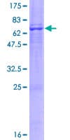 Human RTN4IP1 / NIMP Protein (Recombinant GST)