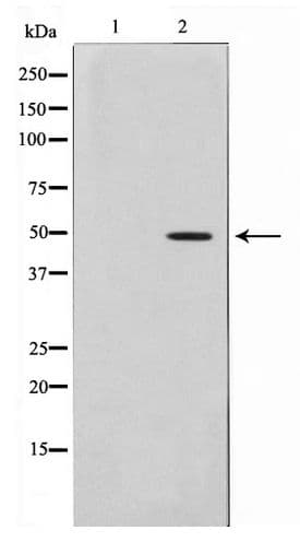IHC-plus™ AGPAT9 / MAG1 Antibody
