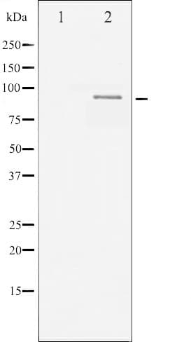 SP1 Antibody (phospho-Thr453)