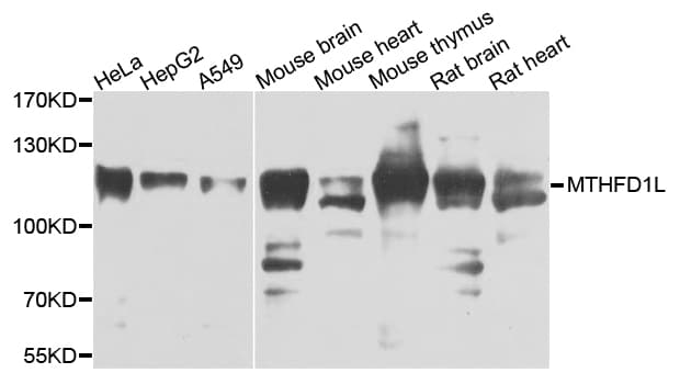 FTHFSDC1 / MTHFD1L Antibody