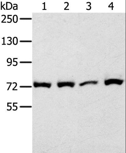 CAPN1 / Calpain 1 Antibody