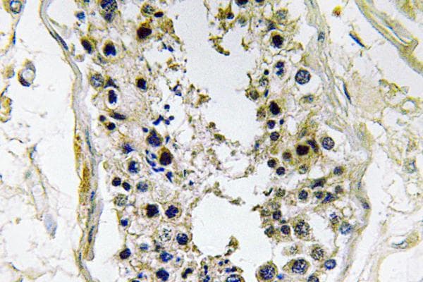 Polyclonal Rabbit anti-Human BMP8B Antibody (Glu90, IHC)
