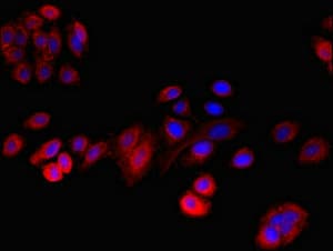 RLBP1 / CRALBP Antibody