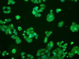MAP2K1 / MKK1 / MEK1 Antibody (clone OTI1C1, Carrier-free)