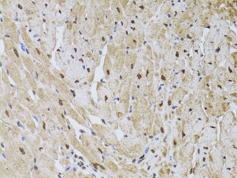 HUS1 Antibody