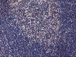 DGKA Antibody (clone OTI4A11, Carrier-free)