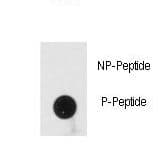 Polyclonal Rabbit anti-Human PRKRA / PACT Antibody (phospho-Ser246)