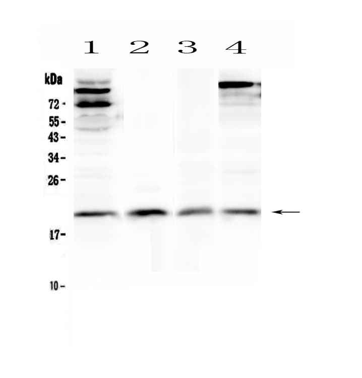IL22 Antibody