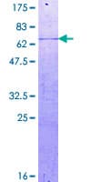 Human CDK5R2 Protein (Recombinant GST)