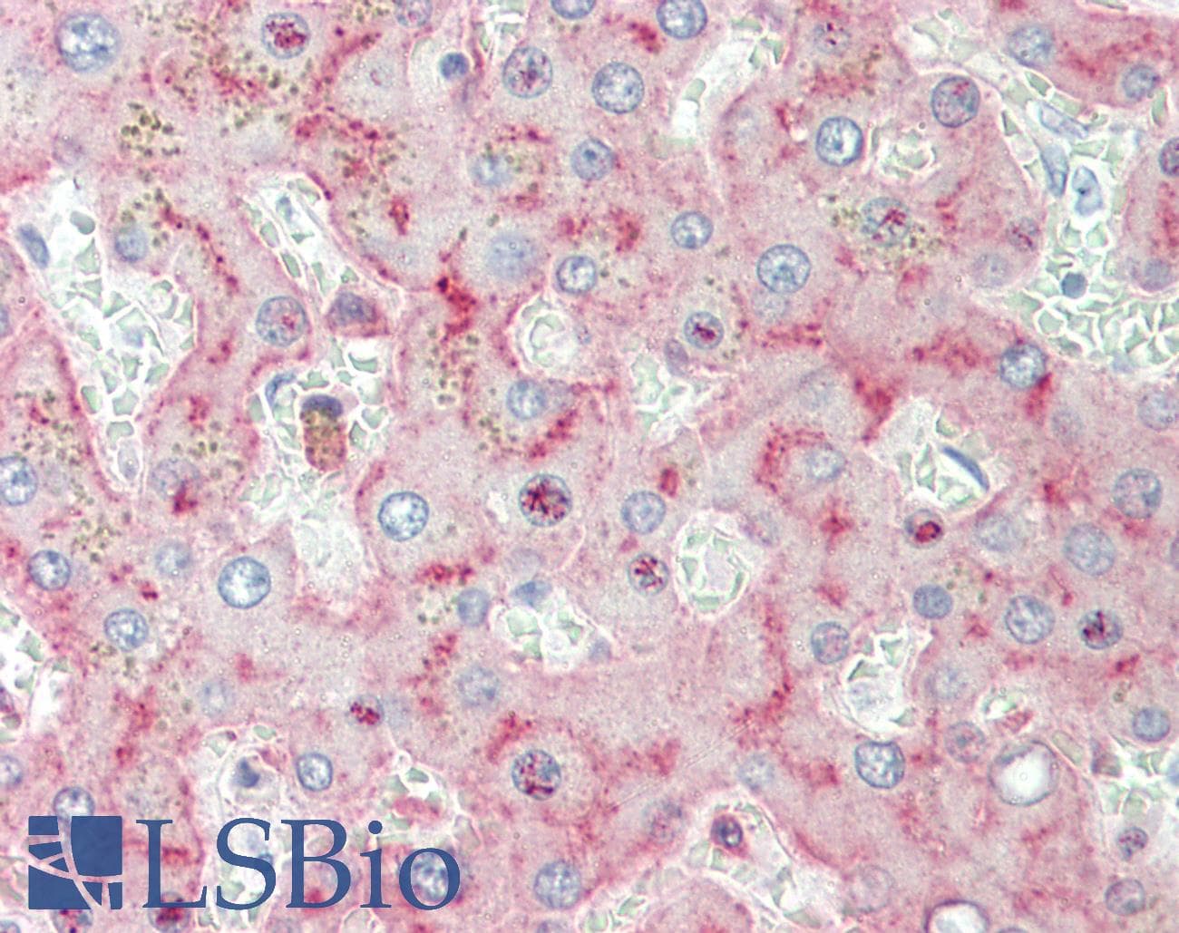 LRP1 / CD91 Antibody (clone MA-8G1)