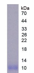Mouse NOS2 / iNOS Protein (Recombinant His)