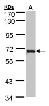 DENND1B Antibody (aa1-272)