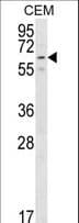 RIOK2 Antibody (aa270-299)
