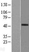 LP-PLA2 / PLA2G7 Protein (Over-Expression Lysate Myc-DDK (Flag))