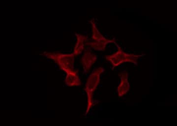 Polyclonal Rabbit anti-Human SYNCRIP / HnRNP Q Antibody (IF, WB)