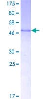 Human THAP1 Protein (Recombinant GST)