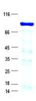 Human ZNF263 Protein (Recombinant His, N-Terminal)