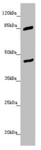 Polyclonal Rabbit anti-Human MTERF2 / MTERFD3 Antibody (IHC, WB)