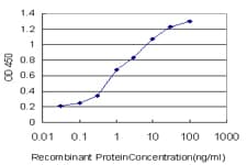 Monoclonal Mouse anti-Human ENL / MLLT1 Antibody (clone 3H2, IF, WB)