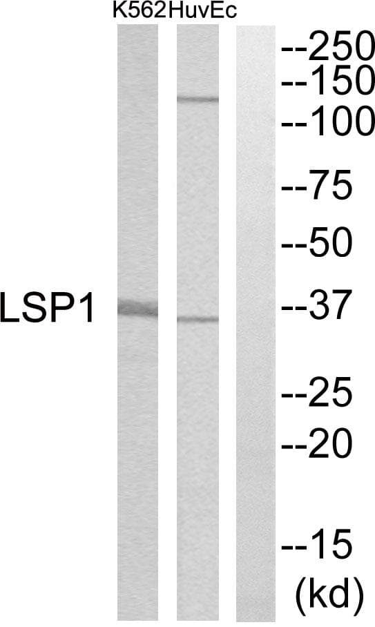 LSP1 Antibody
