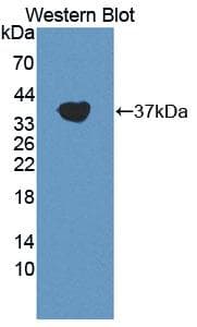 Complement C3a Antibody (aa672-748, Cy3)
