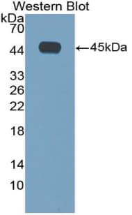 IL4 Antibody (aa23-140)