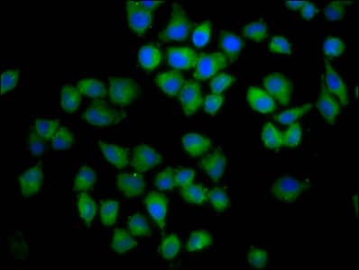 CNFN Antibody