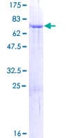 Human STOML1 Protein (Recombinant GST)