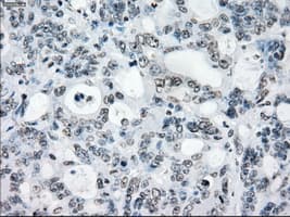PRKY Antibody (clone OTI2H9, Carrier-free)