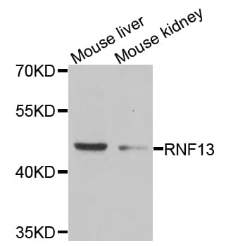 RNF13 Antibody
