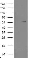 TRAIP / TRIP Antibody (clone OTI3E1)