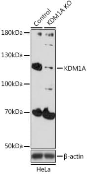 KDM1A / LSD1 Antibody