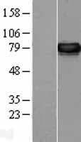 Human PDIA4 / ERP72 Protein (Over-Expression Lysate Myc-DDK (Flag))