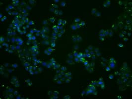 PPP5C Antibody (clone OTI4G8, Carrier-free)
