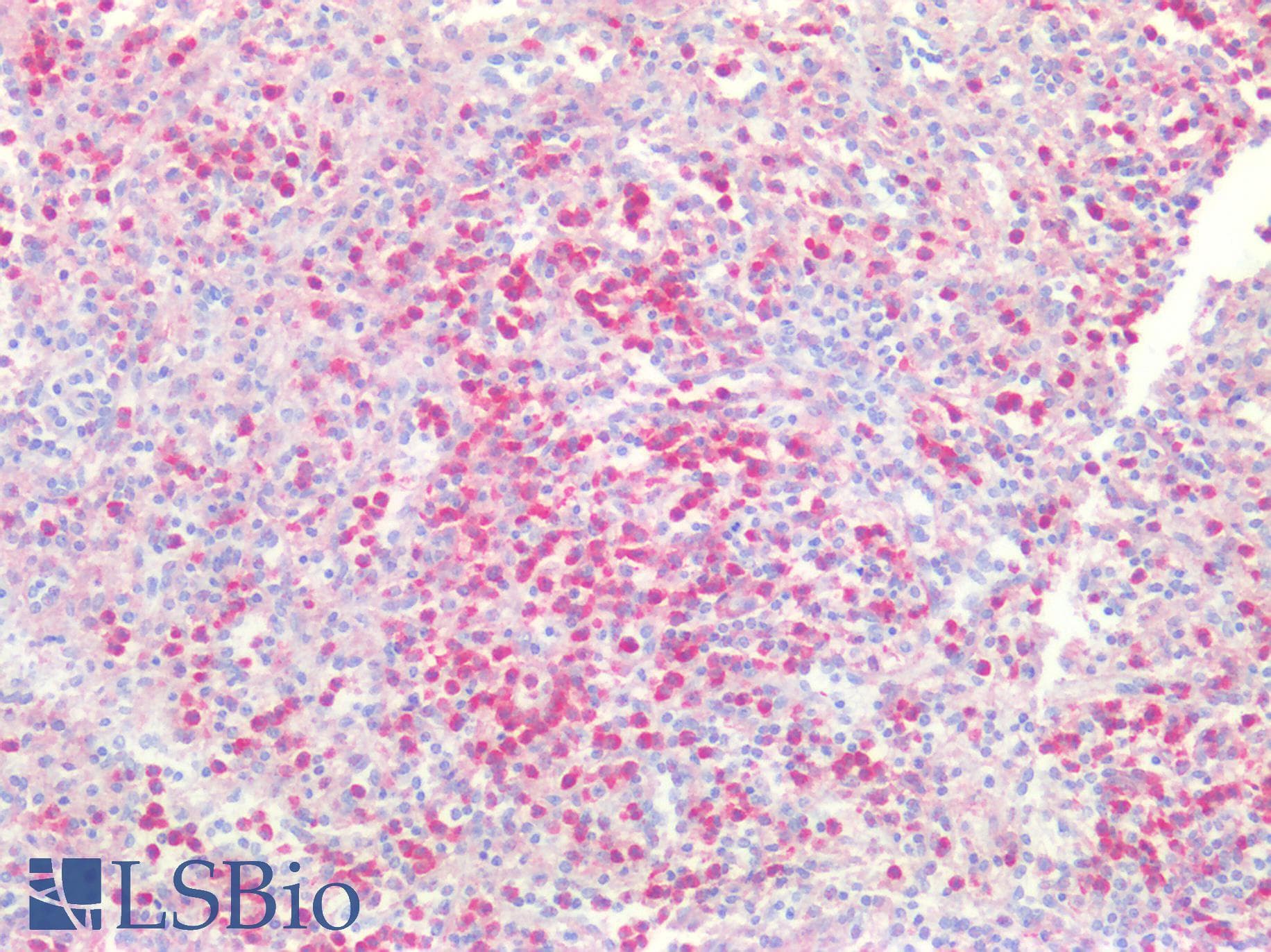 PathPlus™ CD33 Antibody (aa42-159, clone 44M12D3)