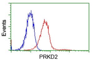 Monoclonal Mouse anti-Human PRKD2 / PKD2 Antibody (clone OTI5A3, IHC, IF, WB)