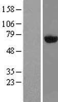 PAPSS2 Protein (Over-Expression Lysate Myc-DDK (Flag))