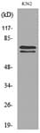 KEAP1 Antibody