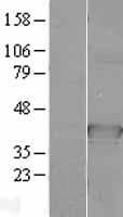 CDC37L1 Protein (Over-Expression Lysate Myc-DDK (Flag))