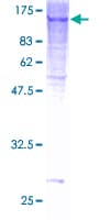 Human GTF3C2 Protein (Recombinant GST)