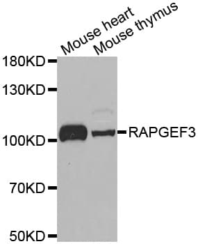 IHC-plus™ RAPGEF3 / EPAC Antibody