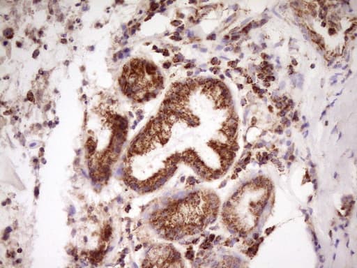 Monoclonal Mouse anti-Human LRRC6 Antibody (clone OTI7E9, IHC)